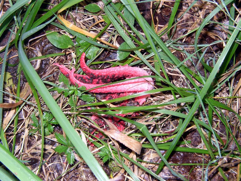 Clathre d'archer   Clathrus archeri